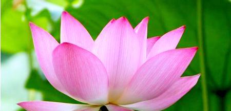 碗莲的花语是什么？它寓意着什么？