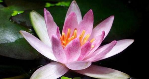 碗莲的花语是什么？它寓意着什么？