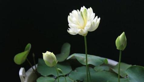 碗莲的花语是什么？它寓意着什么？