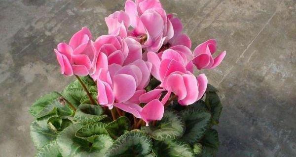 仙客来的花语是什么？它的寓意象征有何特别之处？