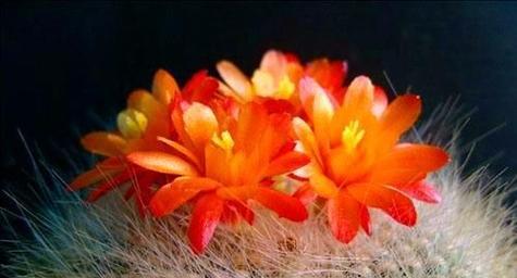 仙人掌的花语是什么？它寓意着什么？