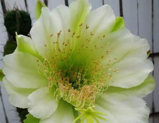 仙人掌的花语是什么？它寓意着什么？