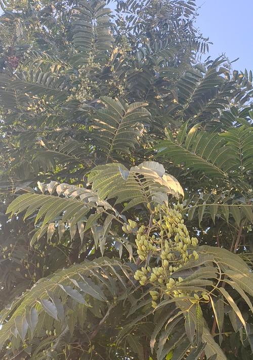 香椿树开花寓意何在？开花预示着什么变化？