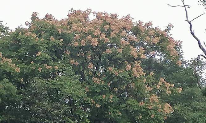 香椿树开花寓意何在？开花预示着什么变化？