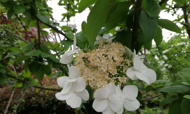 扬州市花琼花象征什么？琼花寓意有哪些？