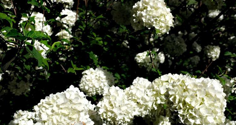 扬州市花琼花象征什么？琼花寓意有哪些？
