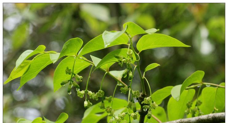 硬叶林代表植物常绿硬叶林的叶片特点是什么？如何识别？