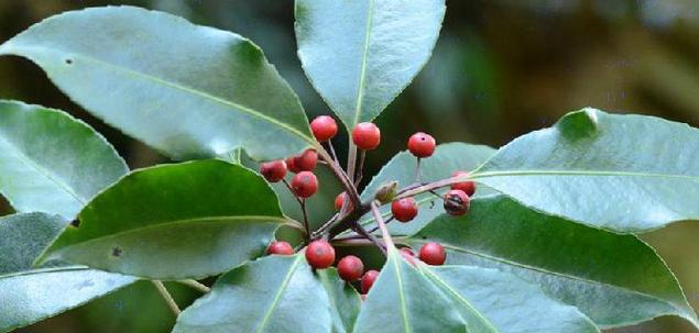 硬叶林代表植物常绿硬叶林的叶片特点是什么？如何识别？