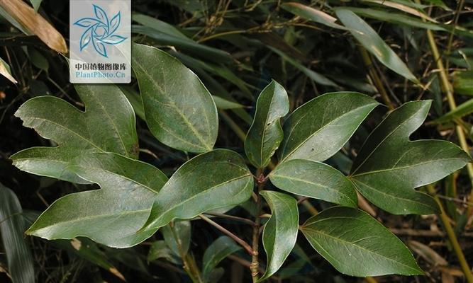 硬叶林代表植物常绿硬叶林的叶片特点是什么？如何识别？