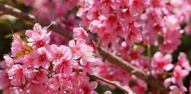 什么花代表着重逢？揭秘重逢花语的花卉有哪些？
