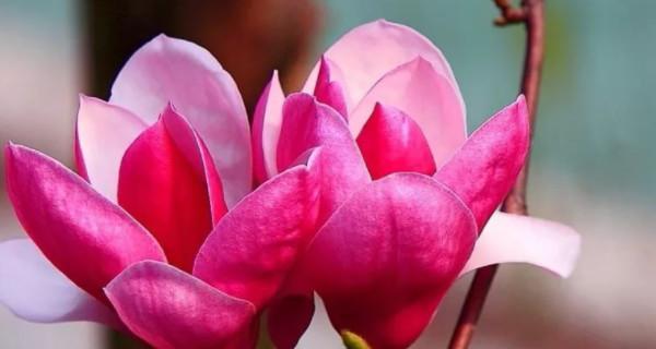 玉兰花花语和寓意象征着什么寓意？如何理解玉兰花的深层含义？