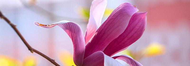 玉兰花花语和寓意象征着什么寓意？如何理解玉兰花的深层含义？