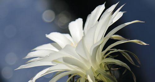 仙人掌类植物的花语是什么？如何表达爱意和祝福？