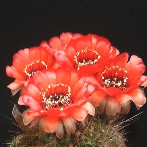 仙人掌类植物的花语是什么？如何表达爱意和祝福？