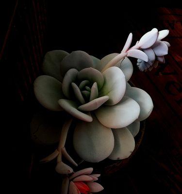 象征高贵纯洁的花是什么？如何正确选择和养护？