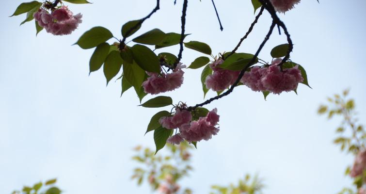 象征高贵纯洁的花是什么？如何正确选择和养护？