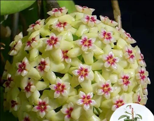 心形球兰花语有哪些含义？