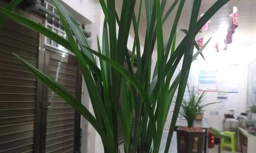 养兰花的意义与价值是什么？如何体现兰花的观赏价值？