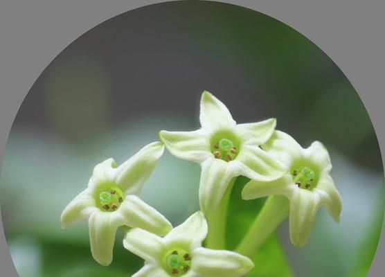 夜来香的花是什么颜色的花语？如何理解夜来香的花语含义？