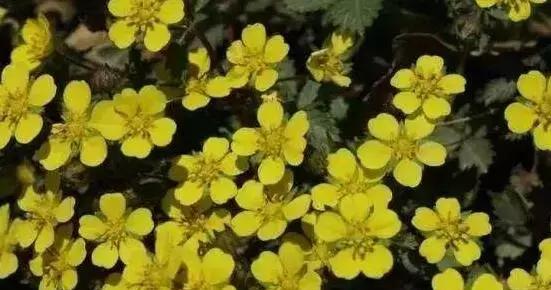 什么花的名字中带有狼字？这些花的花语是什么？