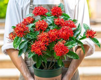 园林植物品种多的意义是什么？如何选择适合的植物品种？