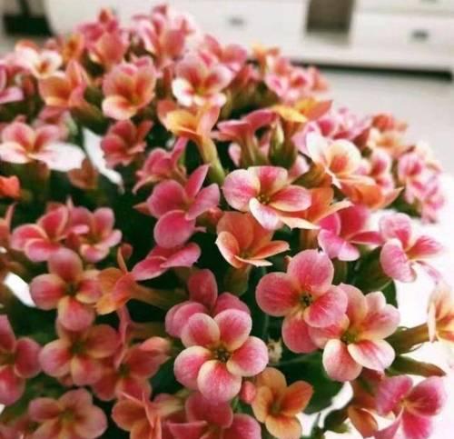 长寿花花语是什么？如何正确解读长寿花的含义？