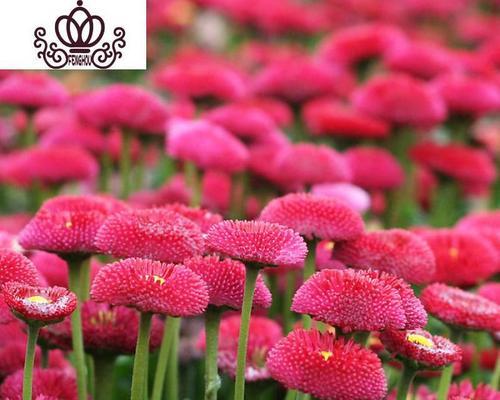 重瓣菊花代表什么花语？它的象征意义有哪些？