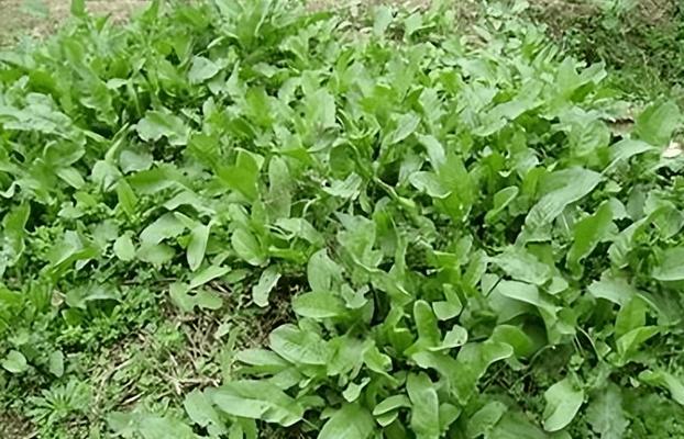 菠菜的根能吃吗？食用菠菜根的好处与注意事项是什么？
