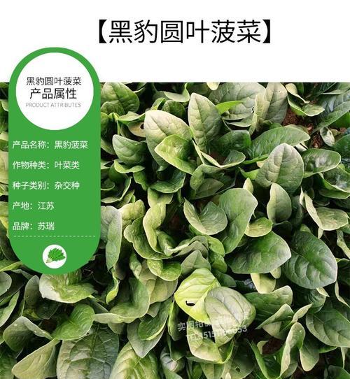 菠菜能承受的最低温度是多少？如何在寒冷中种植菠菜？