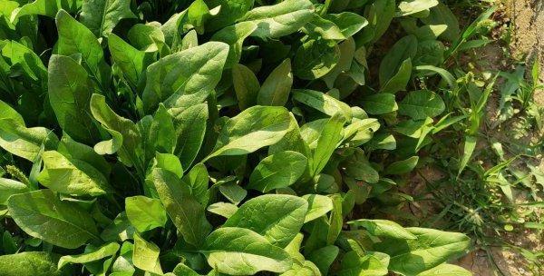 菠菜能承受的最低温度是多少？如何在寒冷中种植菠菜？