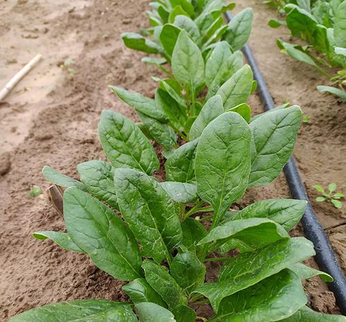 菠菜生长温度是多少度？如何调整温室环境以促进菠菜生长？
