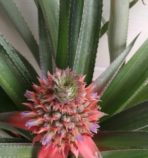 菠萝花养殖技巧有哪些？如何确保菠萝花长得好？