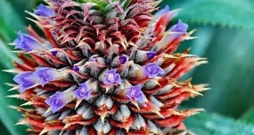 菠萝开花是真的吗？开花的样子和颜色是什么样的？