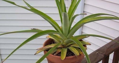 菠萝最佳种植时间是什么时候？如何确保种植成功？