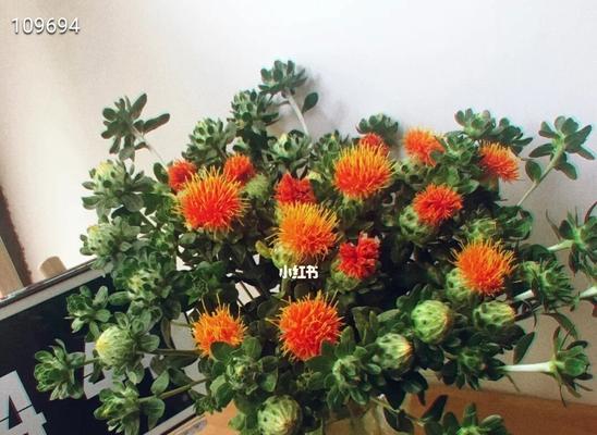 菠萝菊水养方法是什么？水养菠萝菊需要注意哪些问题？