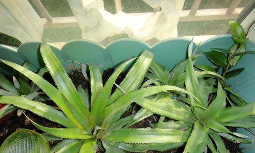 菠萝可以种在土里吗？如何正确种植菠萝？