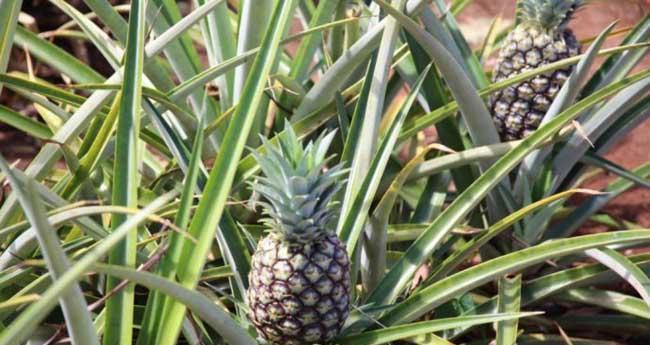 菠萝可以种在土里吗？如何正确种植菠萝？