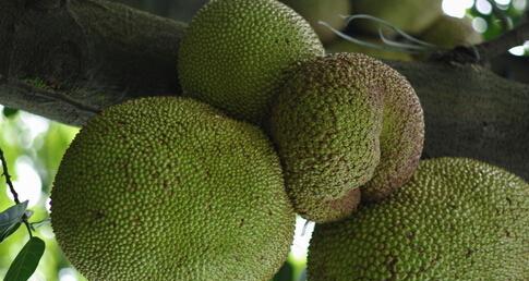 菠萝蜜怎么保存？最佳保存技巧是什么？