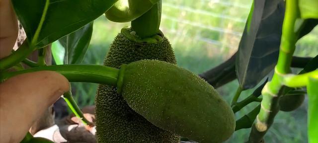 菠萝蜜的籽能种吗？如何正确种植菠萝蜜籽？