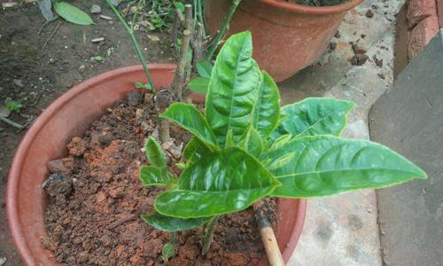 菠萝蜜的籽能种吗？种植菠萝蜜籽的正确方法是什么？