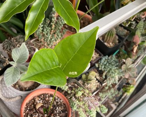 菠萝蜜的籽能种吗？种植菠萝蜜籽的正确方法是什么？
