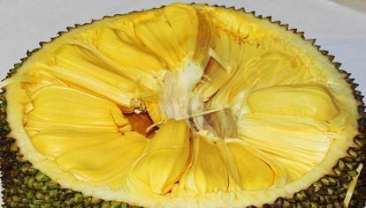 菠萝蜜果核能吃吗？食用方法和注意事项是什么？