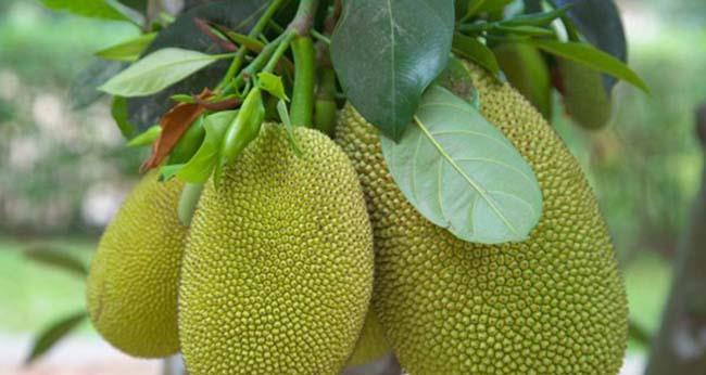 菠萝蜜黄叶病怎么治？哪种药物治疗效果最佳？