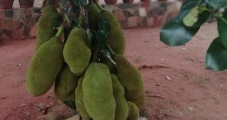 菠萝蜜黄叶病怎么治？哪种药物治疗效果最佳？