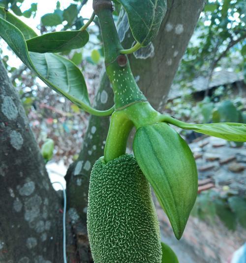 菠萝蜜种植几年结果实？挂果时间需要多久？
