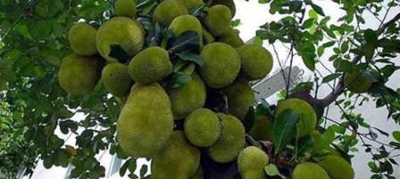 菠萝蜜几月份成熟采摘？如何判断最佳采摘时间？