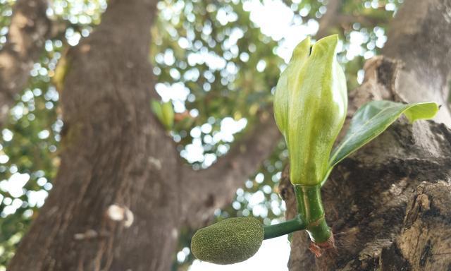 菠萝蜜几月份开花结果？如何判断成熟期？