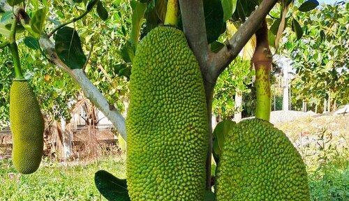 菠萝蜜树几年结果实？种植后多久能结果？
