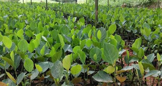 菠萝蜜树施肥指南：什么肥料最适宜？如何正确施肥？