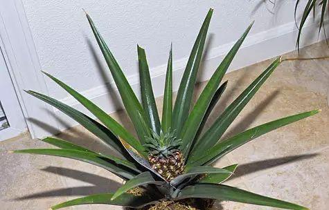 菠萝皮能用作肥料吗？如何正确使用菠萝皮作为肥料？